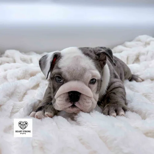 Mostly white faced English Bulldog puppy laying on soft white blanket