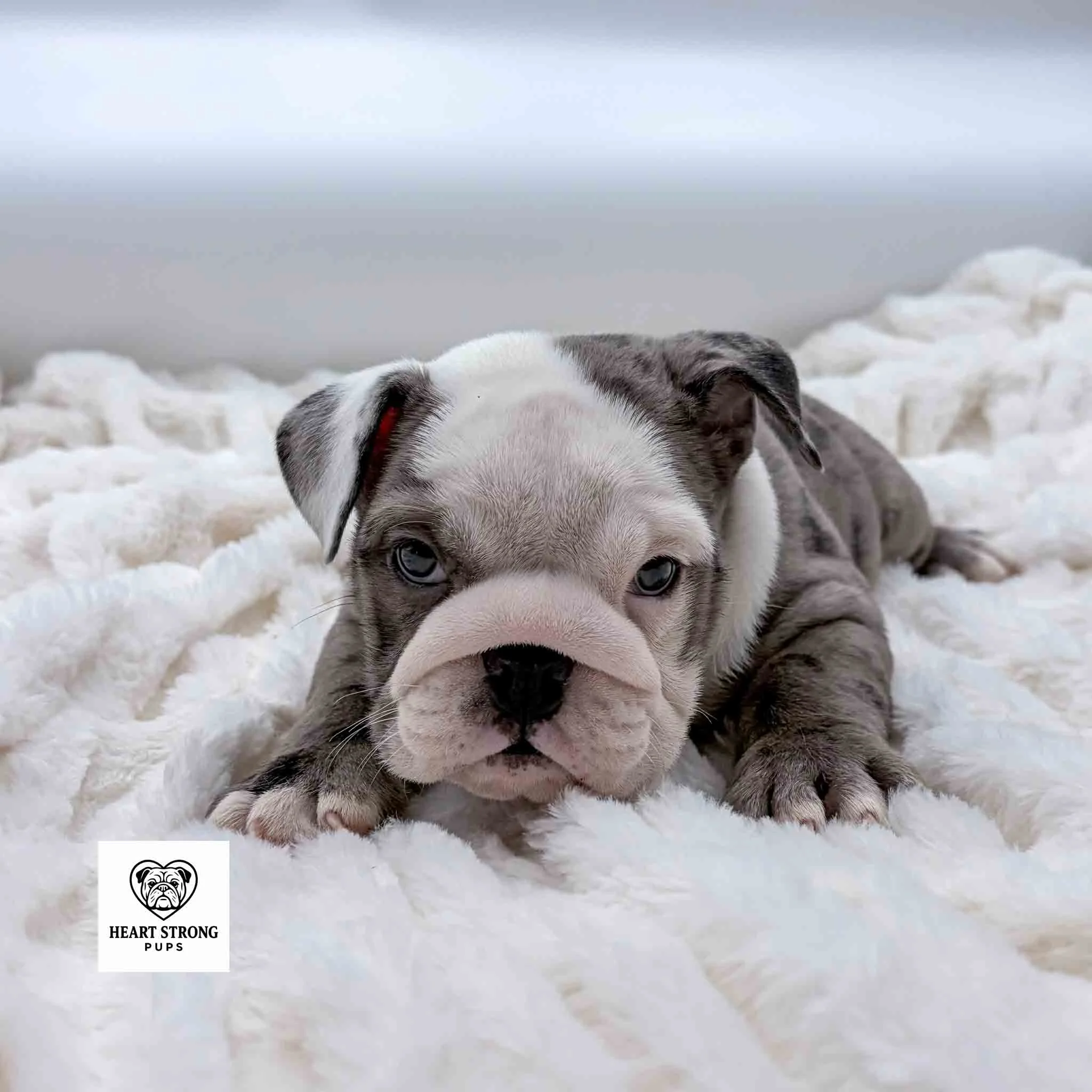 Mostly white faced English Bulldog puppy laying on soft white blanket