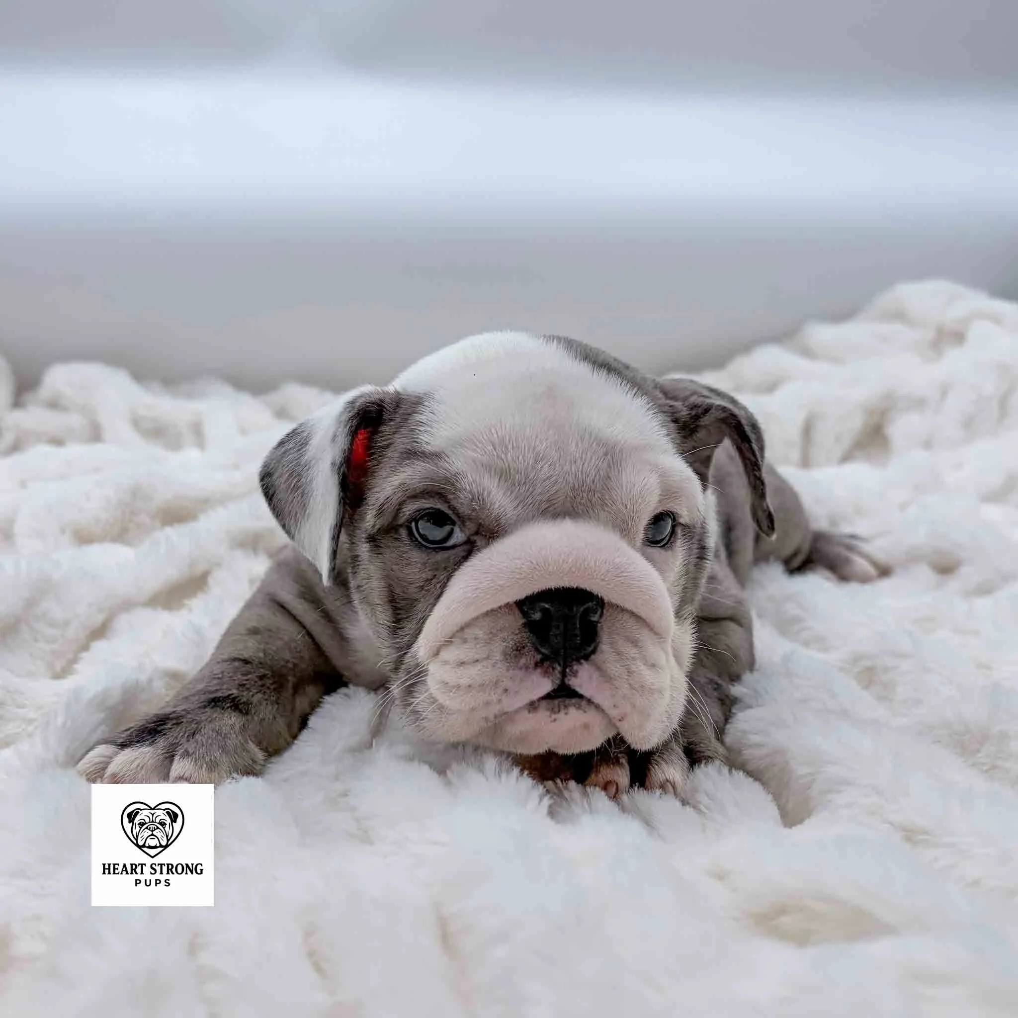 Blue merle pup with mostly white face laying on soft white blanket