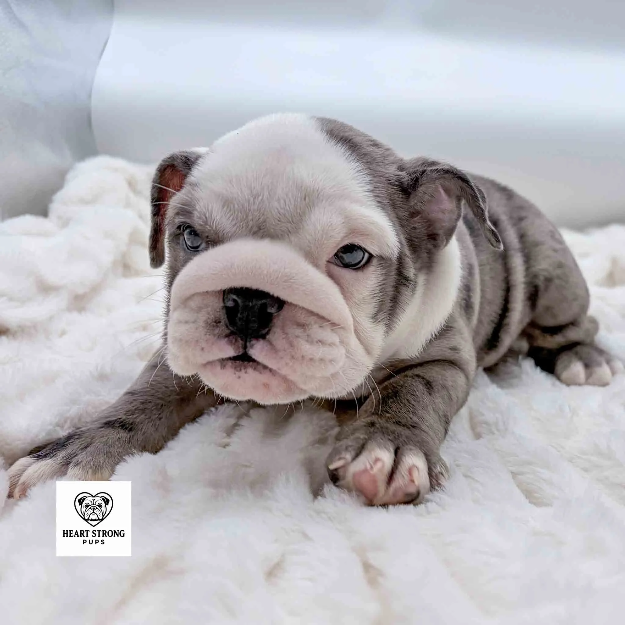 English Bulldog puppy with blue merle color has a white face