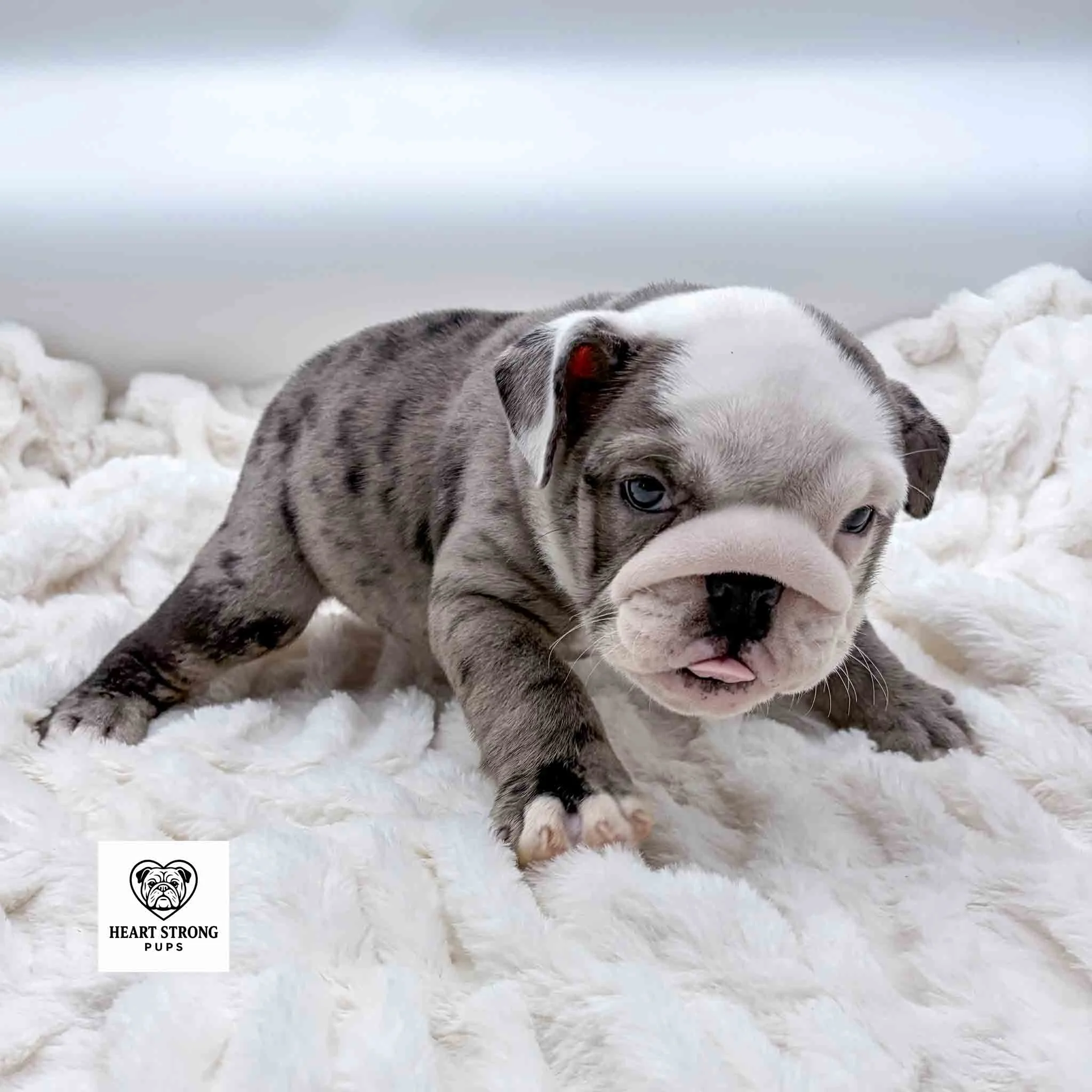 English Bulldog puppy with red tongue sticking out