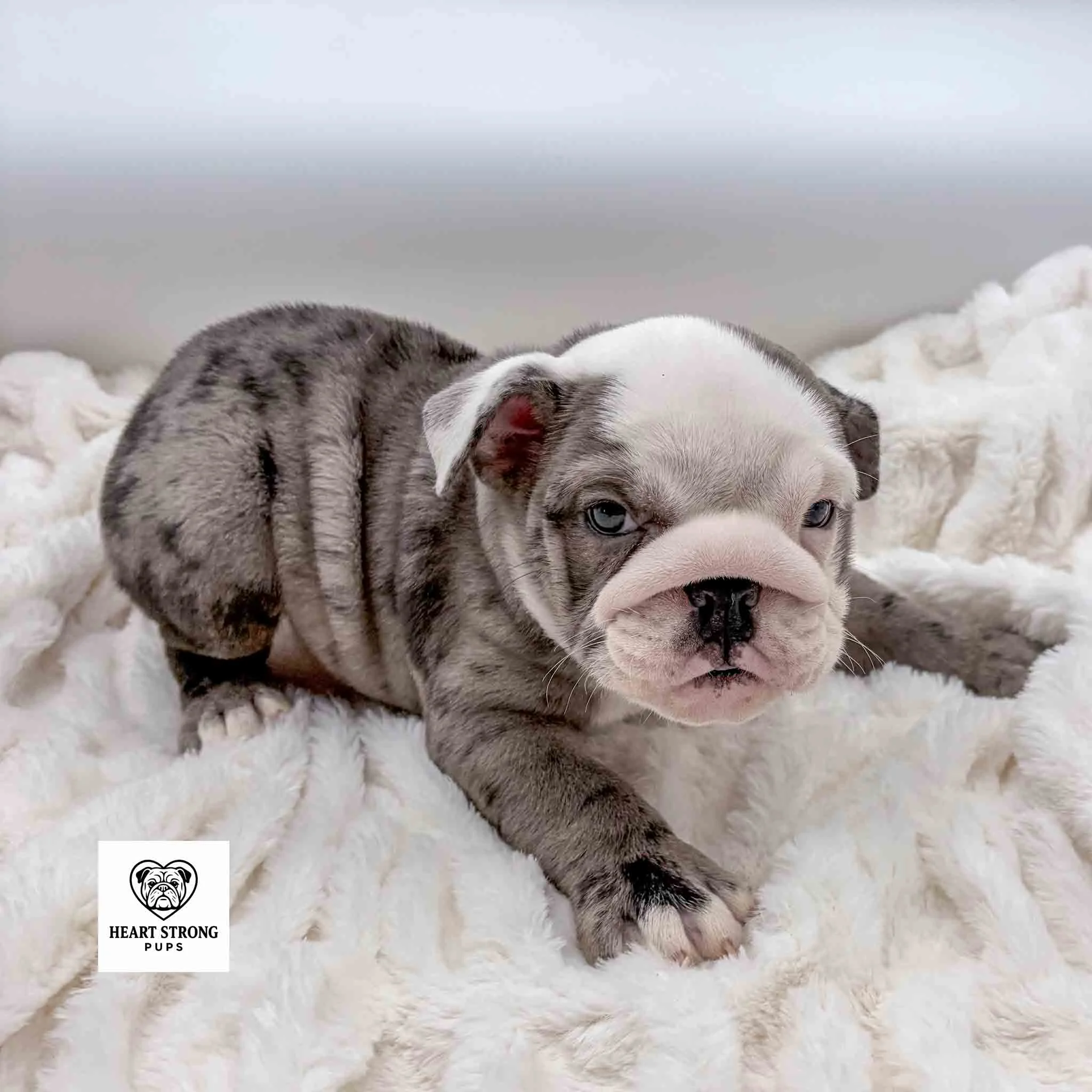 Blue Merle English Bulldog puppy with white on toes and face