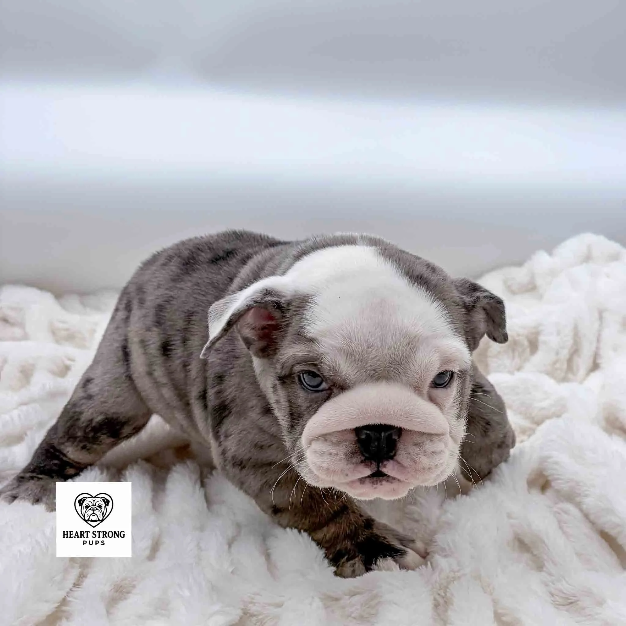 Dolly the Blue Merle English Bulldog puppy with white on her face