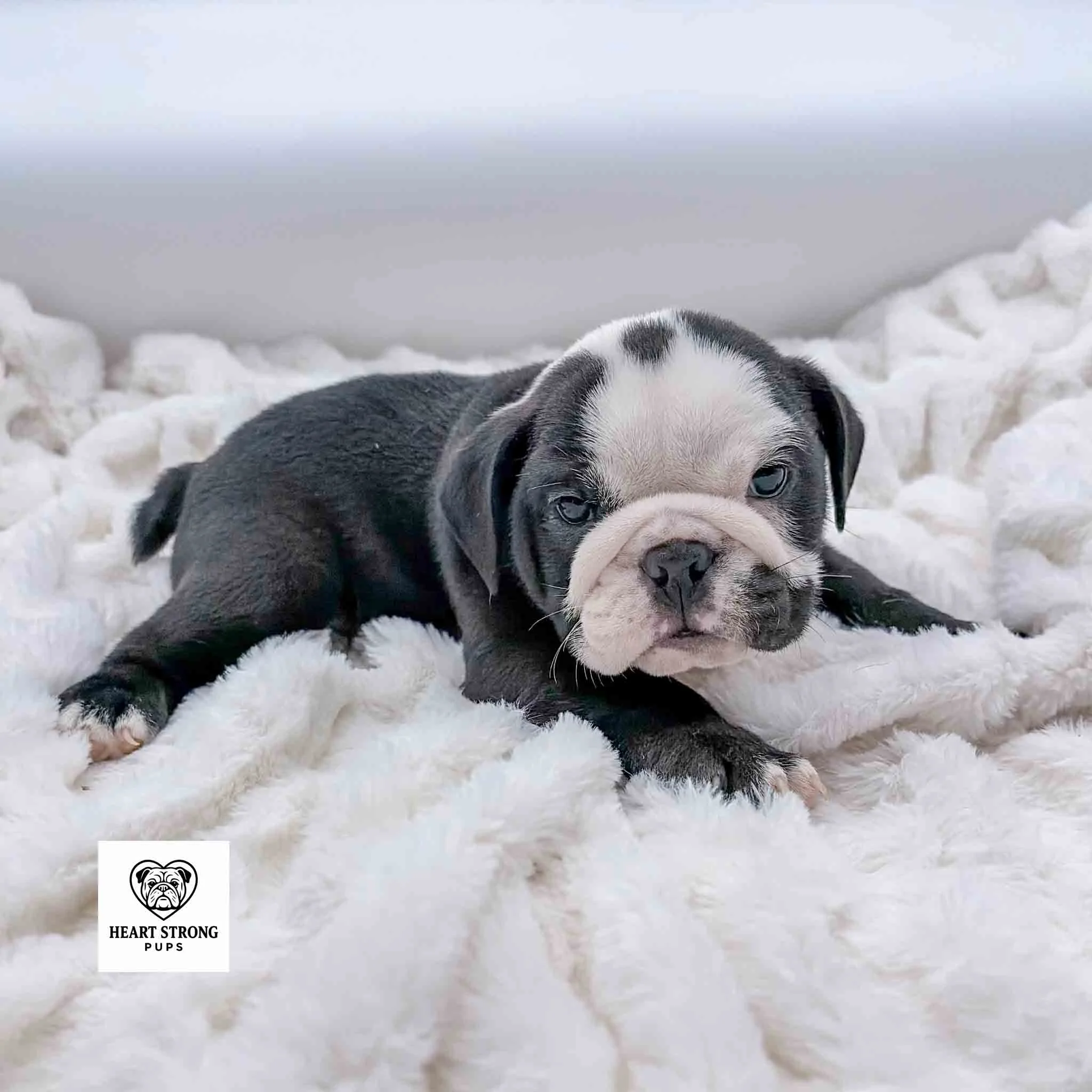 English Bulldog Puppy laying on a white blanket has the cutest white markings on his toes