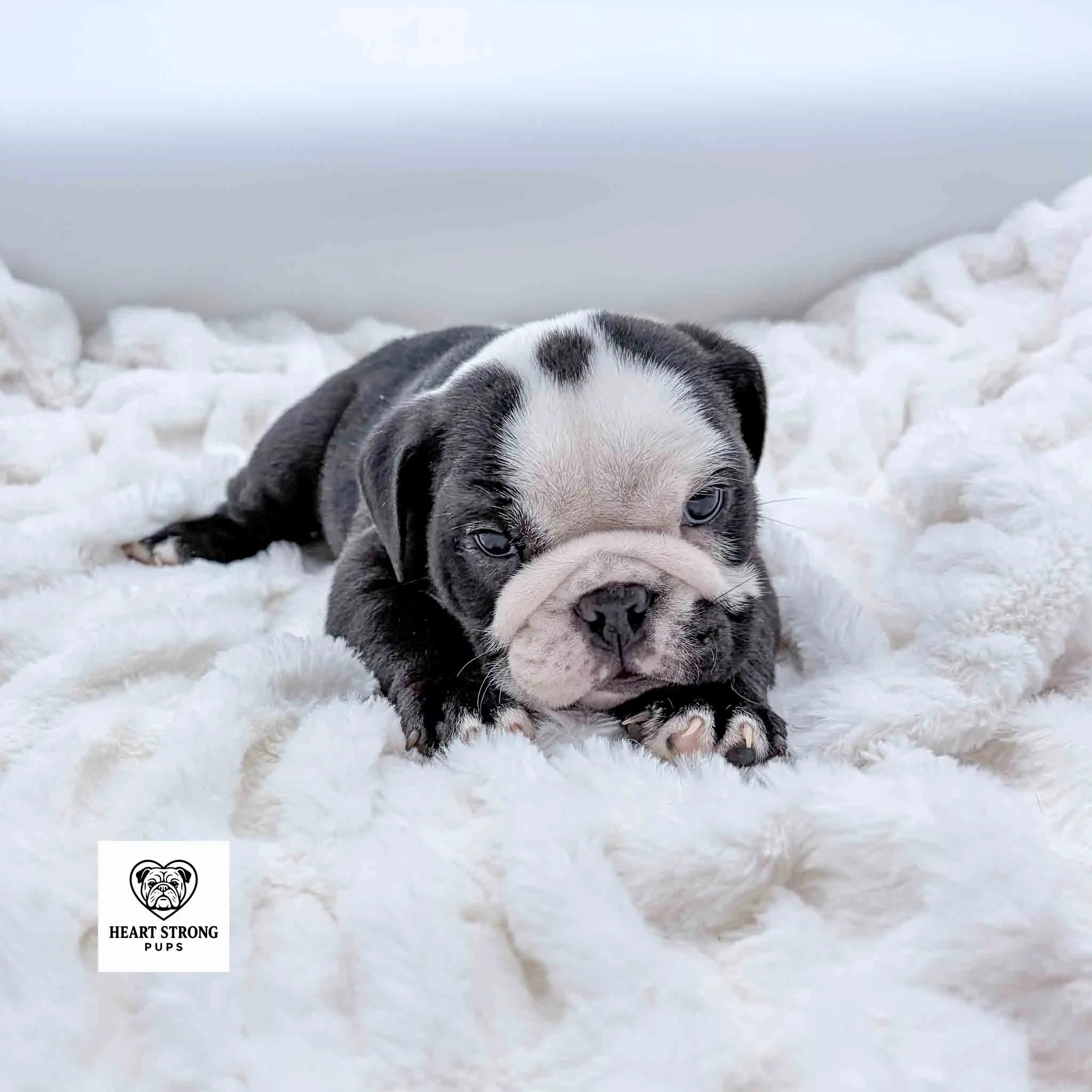 English Bulldog puppy with black dot on white head.