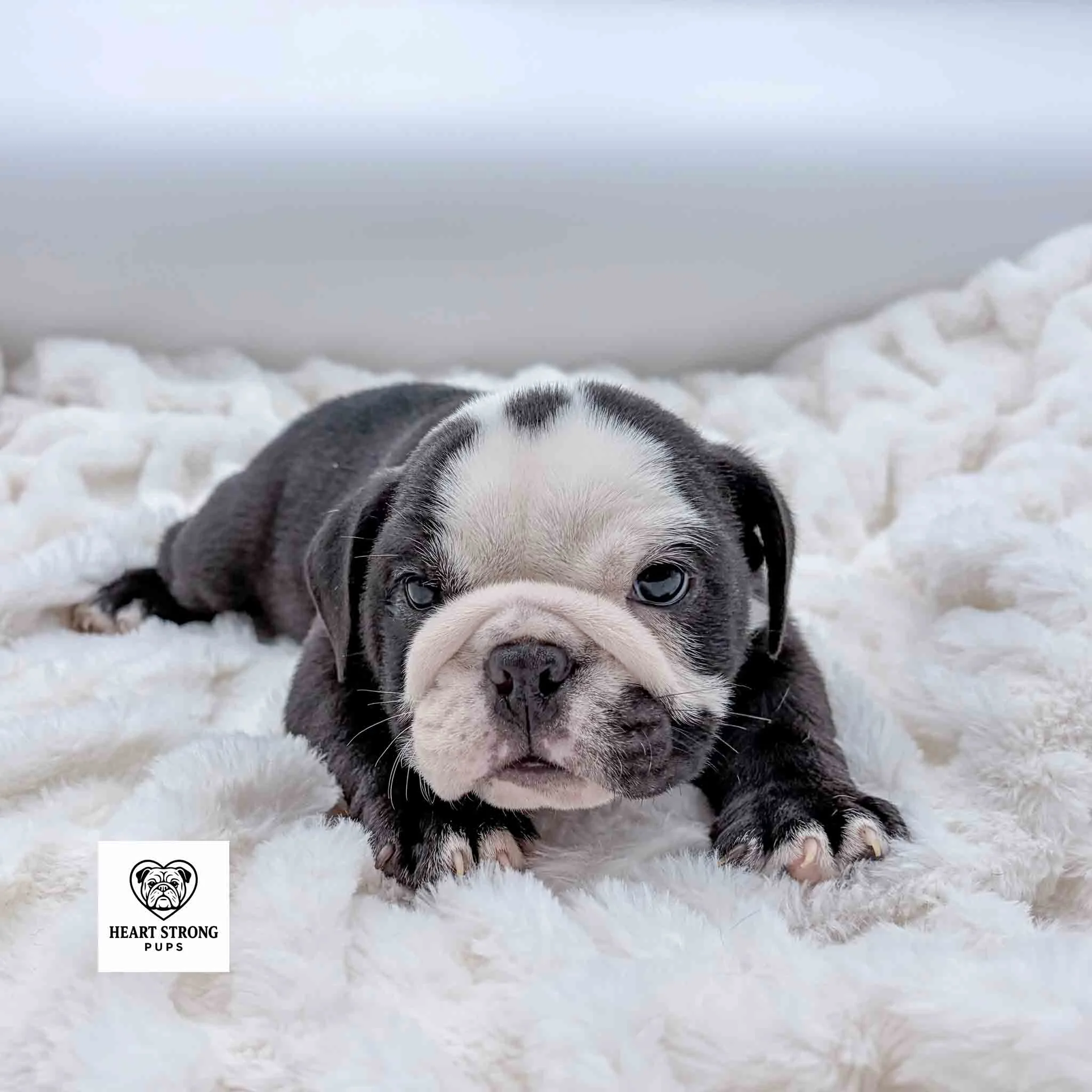 Black and white English Bulldog puppy with black dot on white head