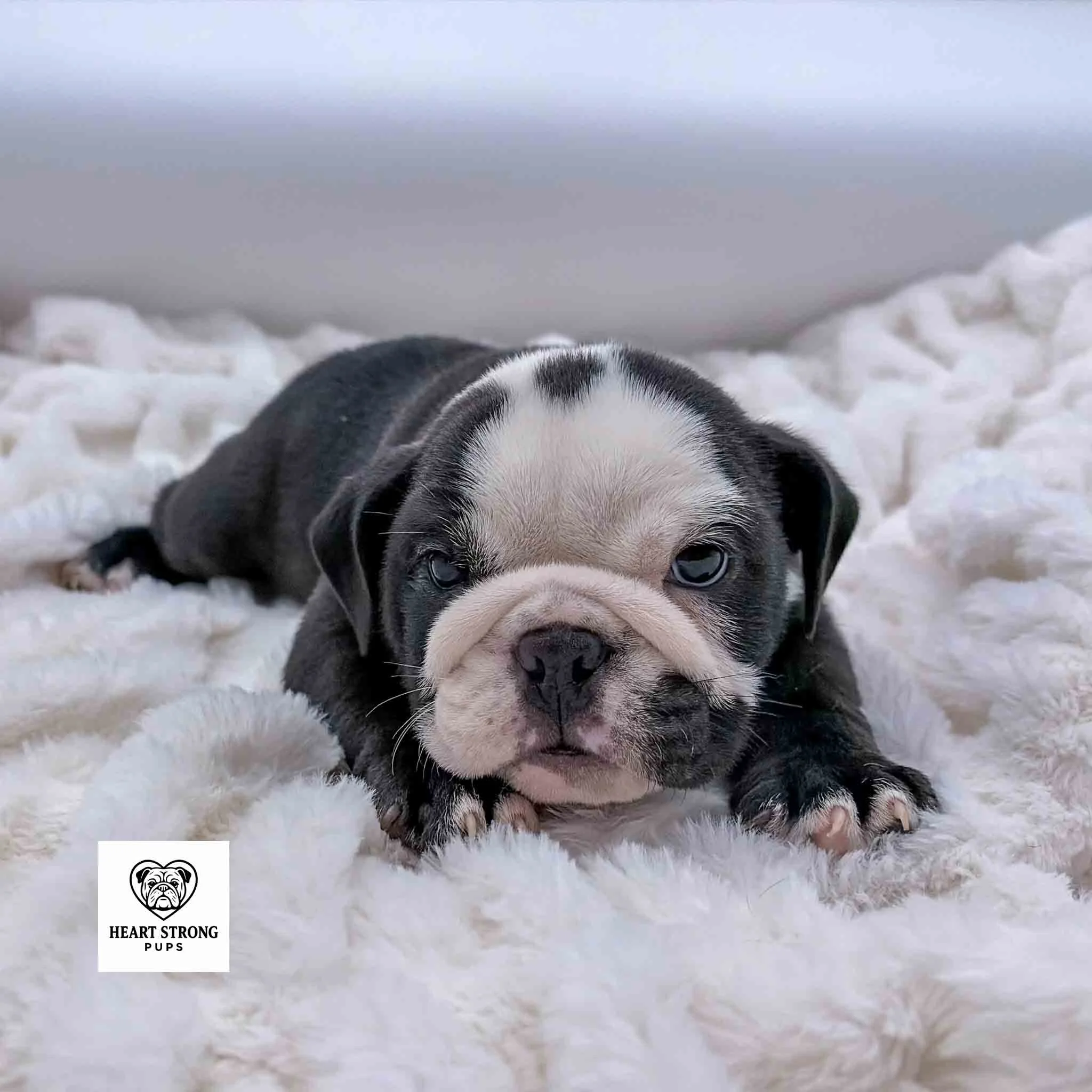 Wally the black and white English Bulldog puppy laying on a blanket