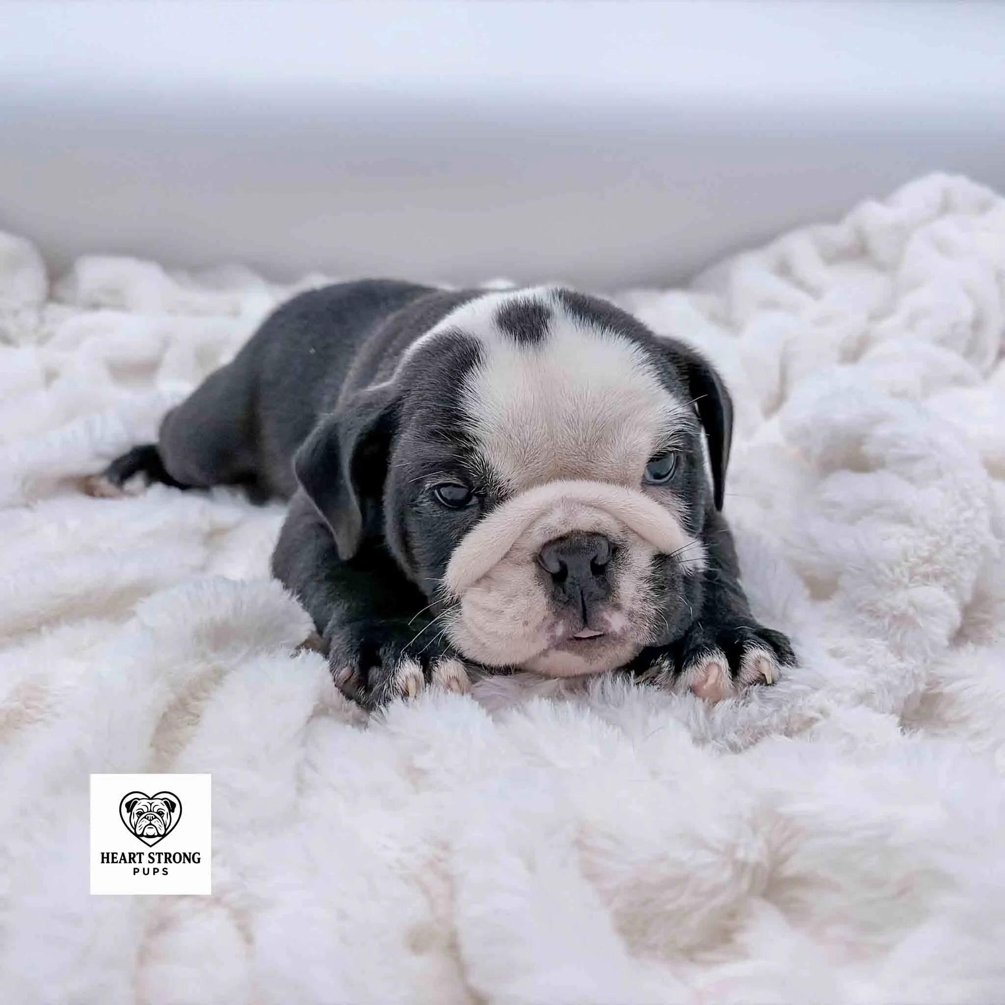 mostly black English Bulldog puppy with white on face, nose and toes