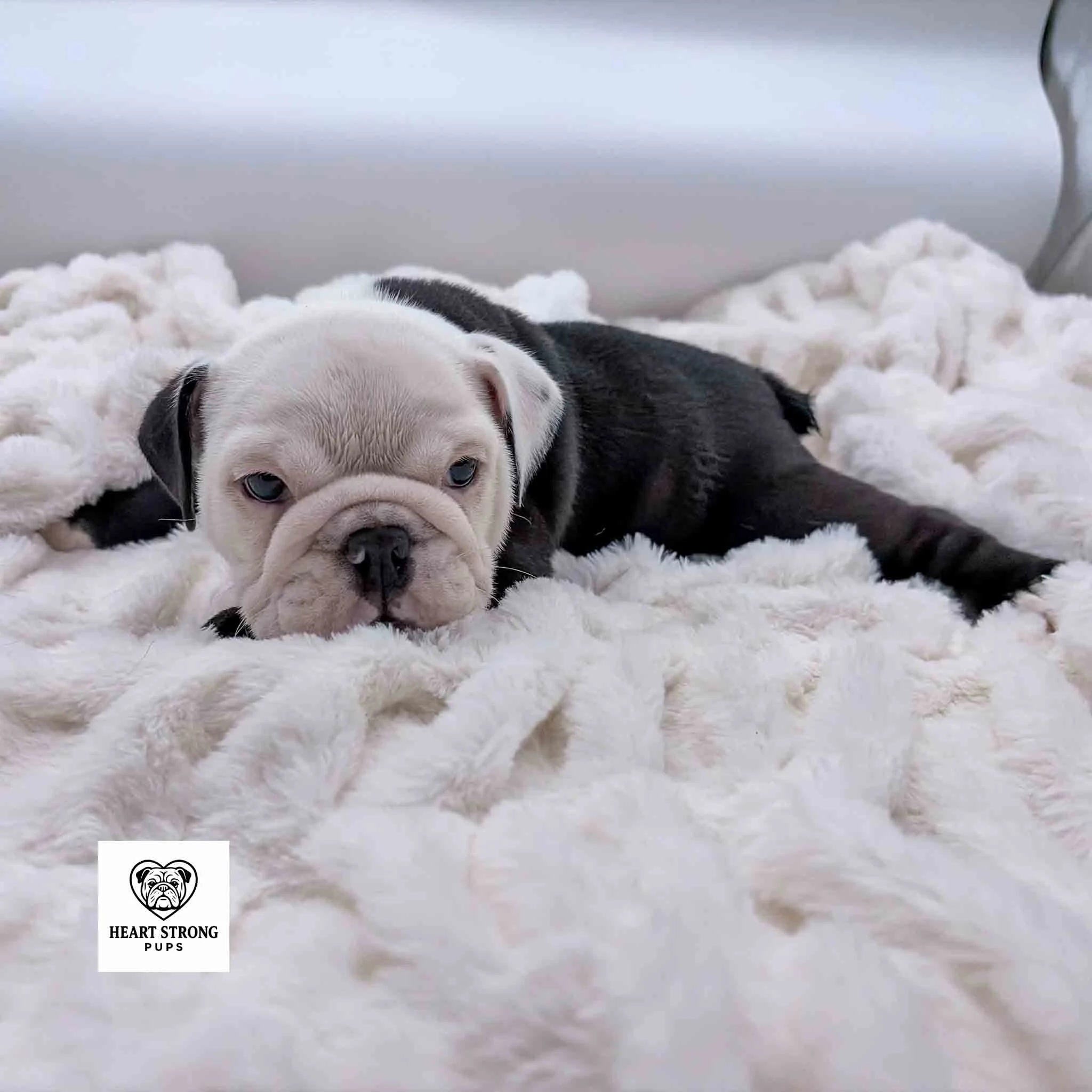 black English Bulldog with a white face