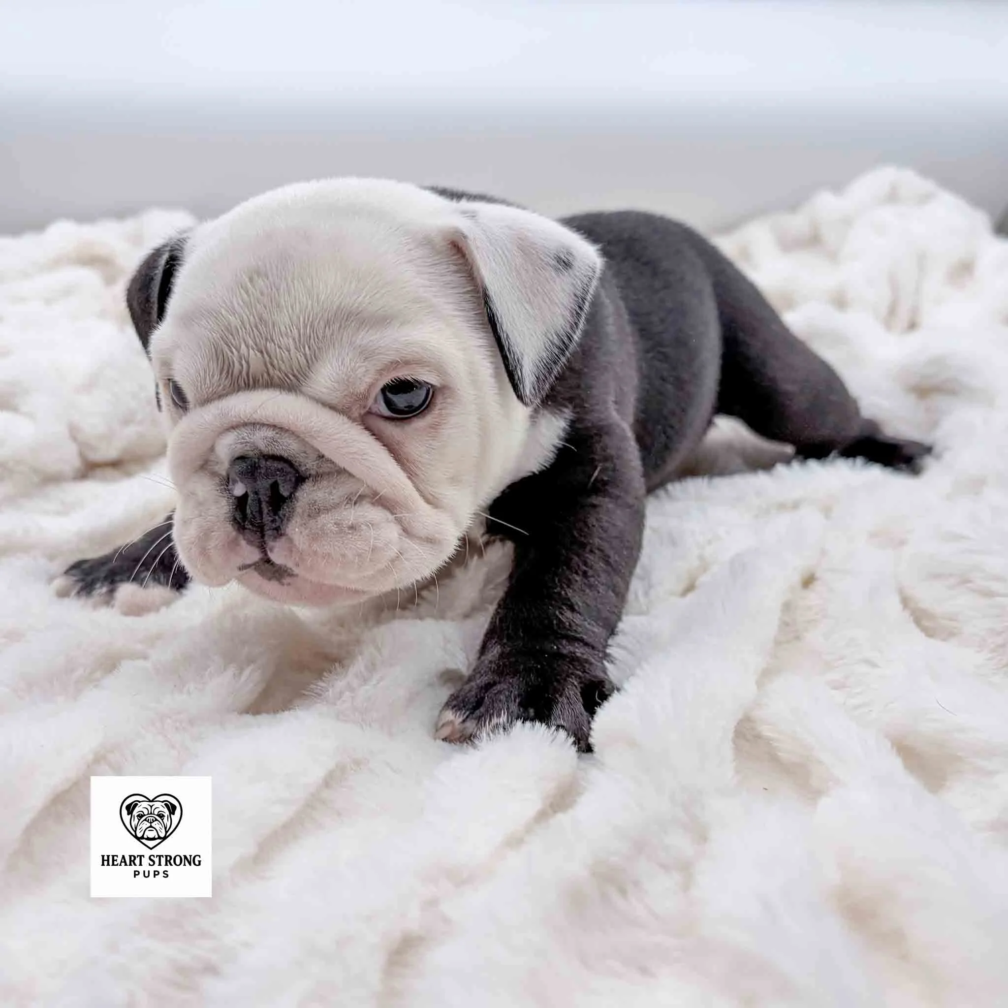 one black ear and one white ear. English Bulldog puppy with the cutest wrinkled face