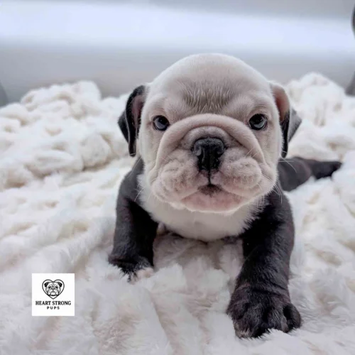 Cutest white faced English Bulldog with the black ear and nose.
