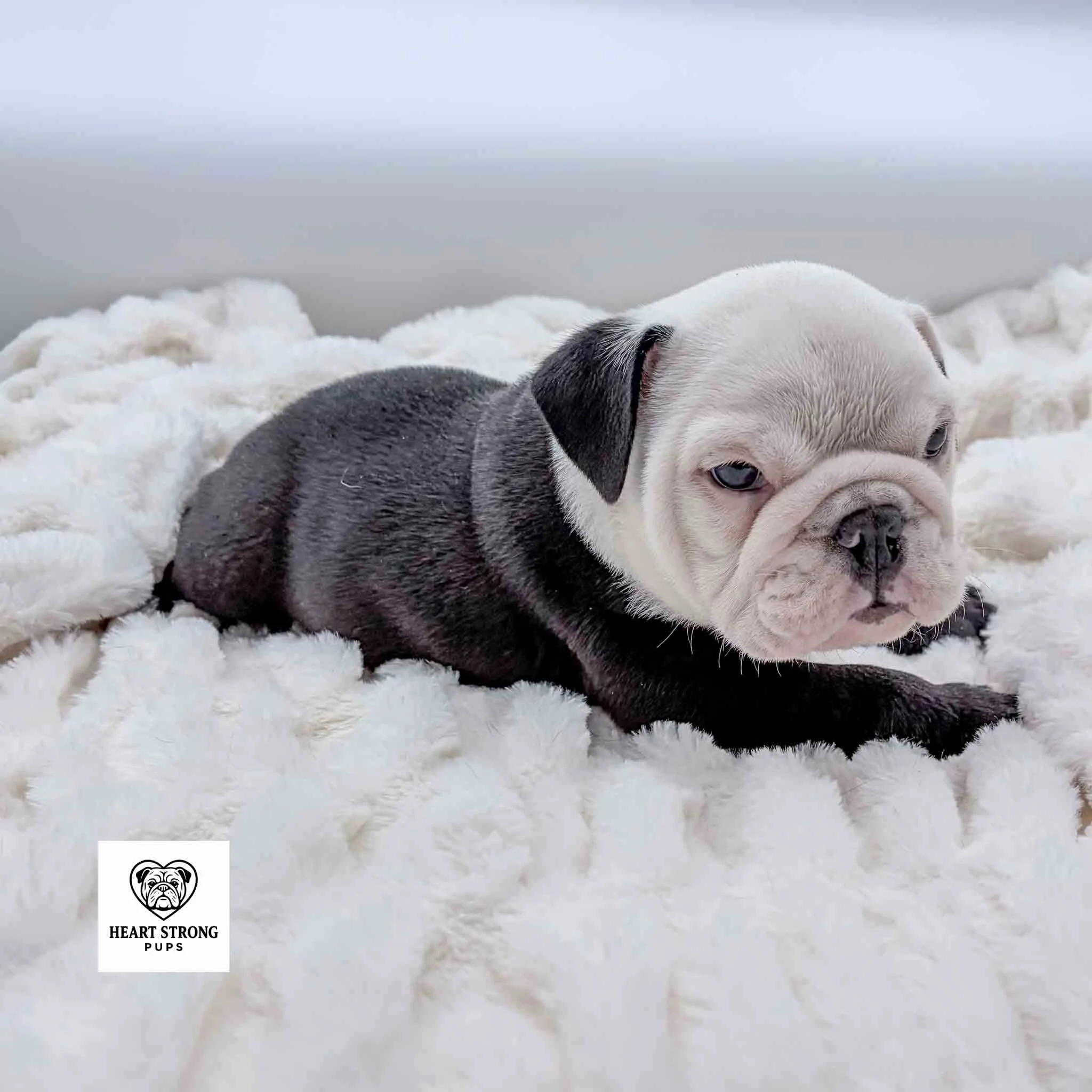 Black and white English Bulldog Puppy.
