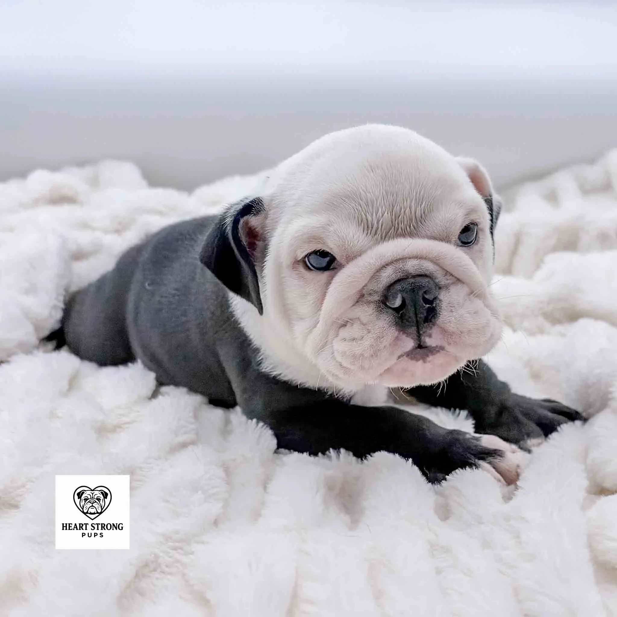 white faced English Bulldog puppy with the cutest black nose.