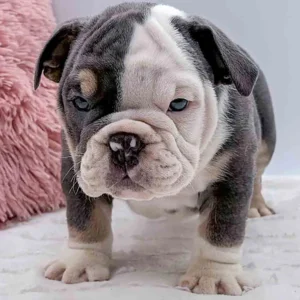 Black and white English bulldog