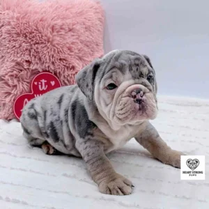 English Bulldog with a merle coat