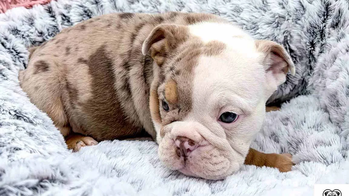 Brown and white English Bulldog puppy lying down in a grey dog bed