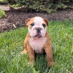 English Bulldog puppy sitting in the grass