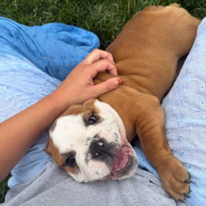 English Bulldog lying down on owner's laps