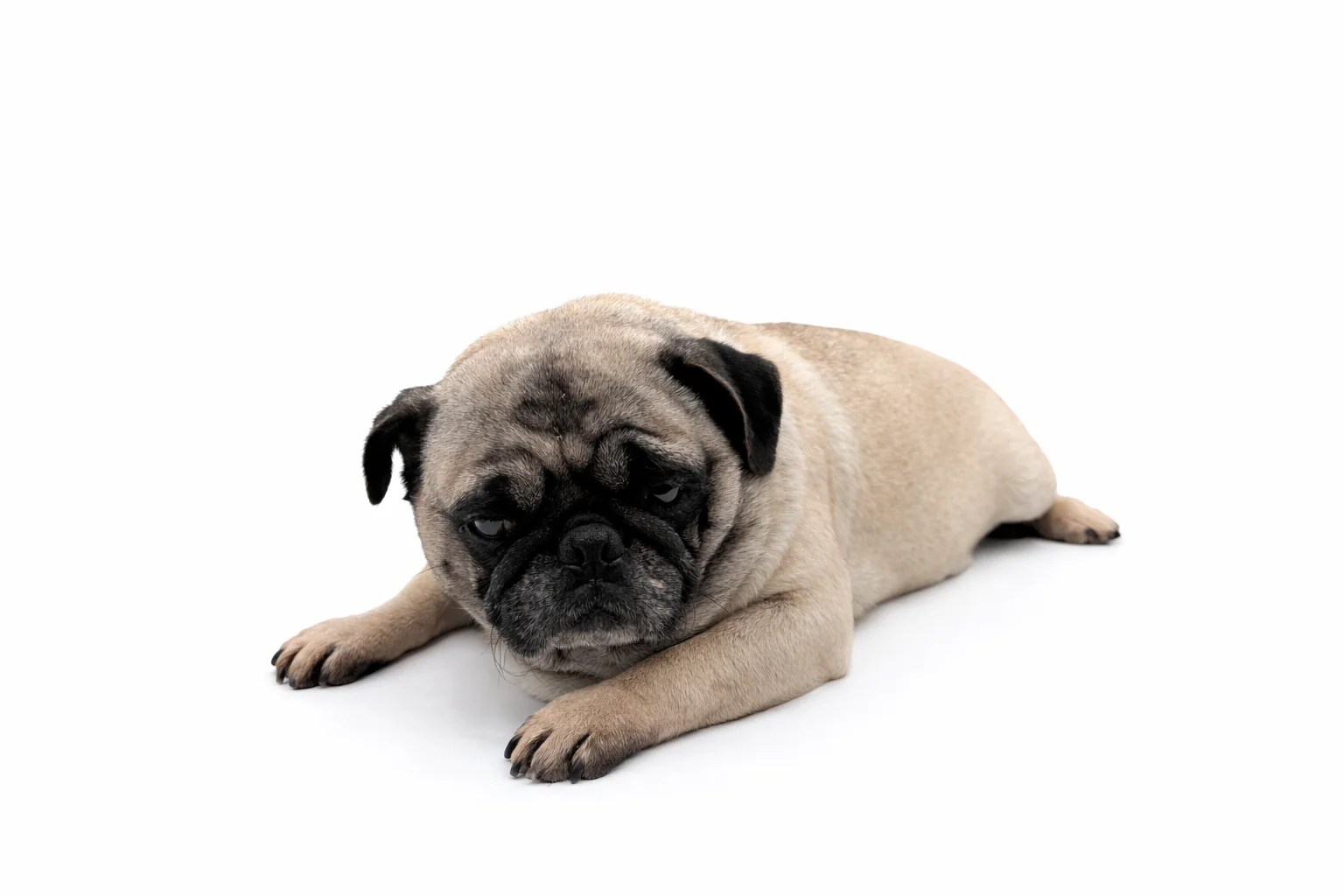 Adult fawn Pug laying down to pose for photo