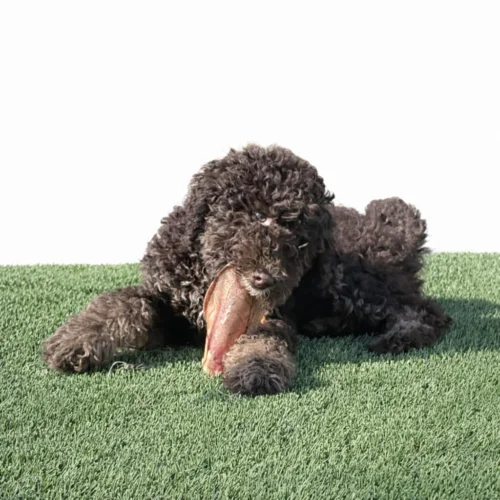 dark brown mini Bernedoodle chewing on a toy