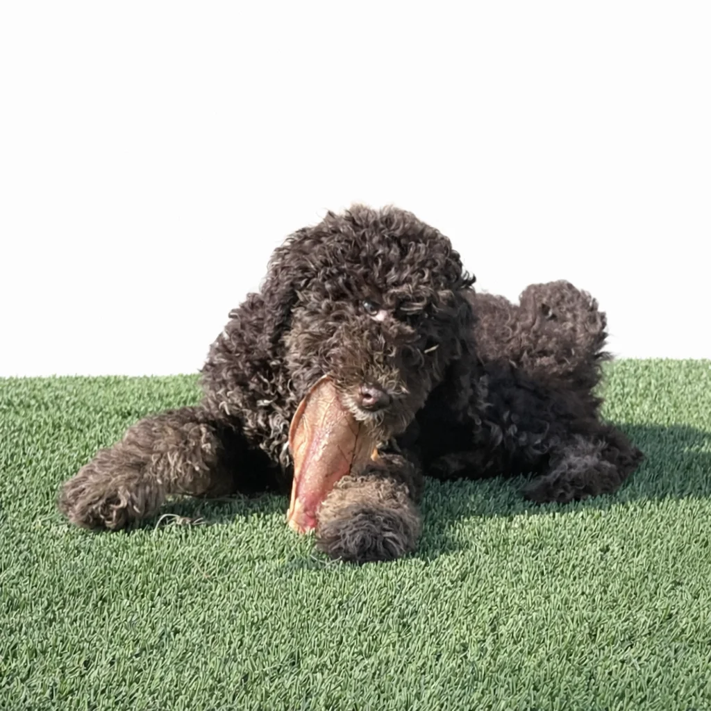 dark brown mini Bernedoodle chewing on a toy
