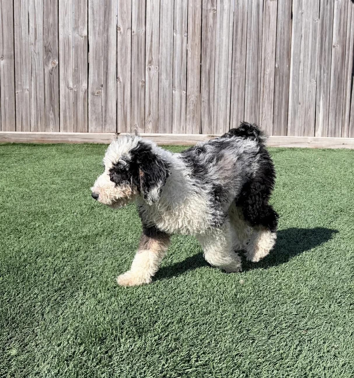 Blue Merle Mini Bernedoodle taking a run in the back yard