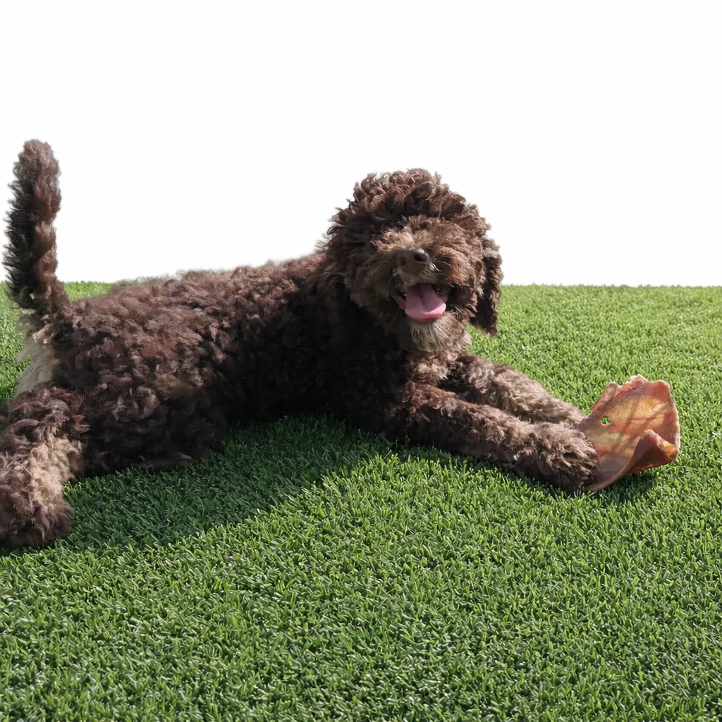 dark brown mini Bernedoodle chilling out with chew toy