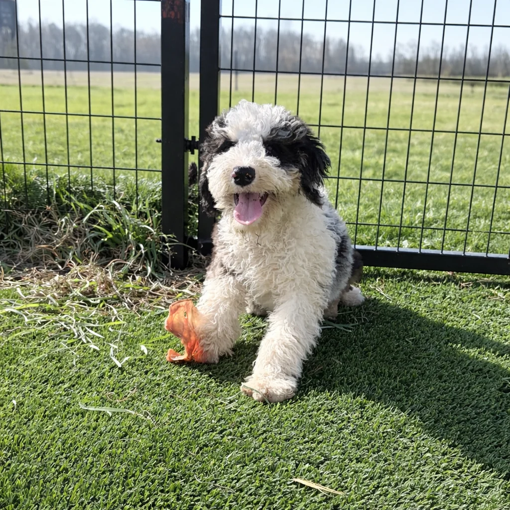 Bernedoodle relaxing in the sunshine on green turf