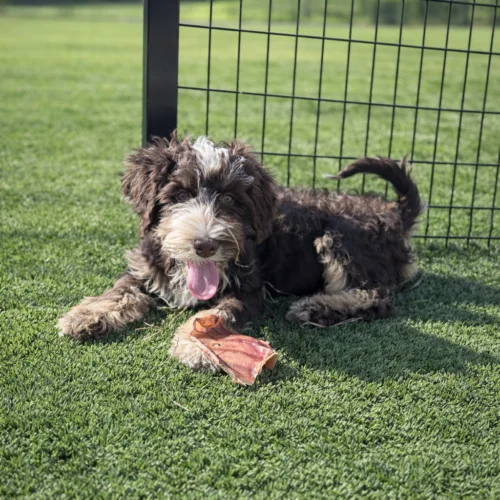 brown and white Bernedoodle laying by fence