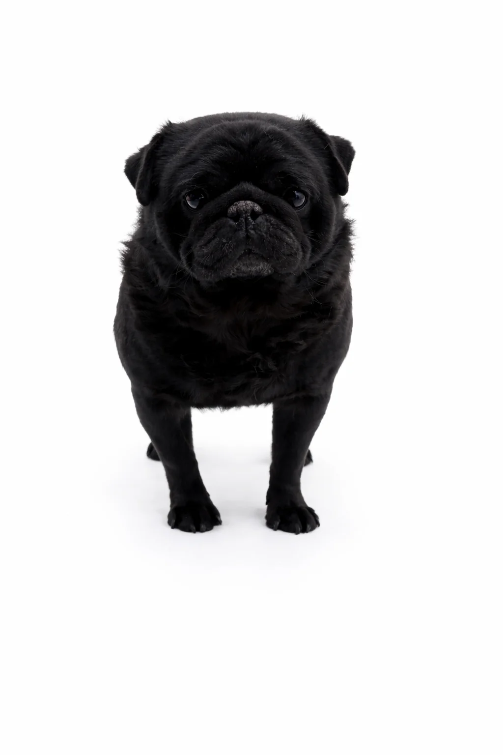 Jack the black adult Pug father