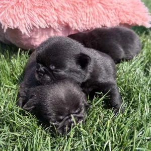 Two Pug puppies sleeping together in the grass