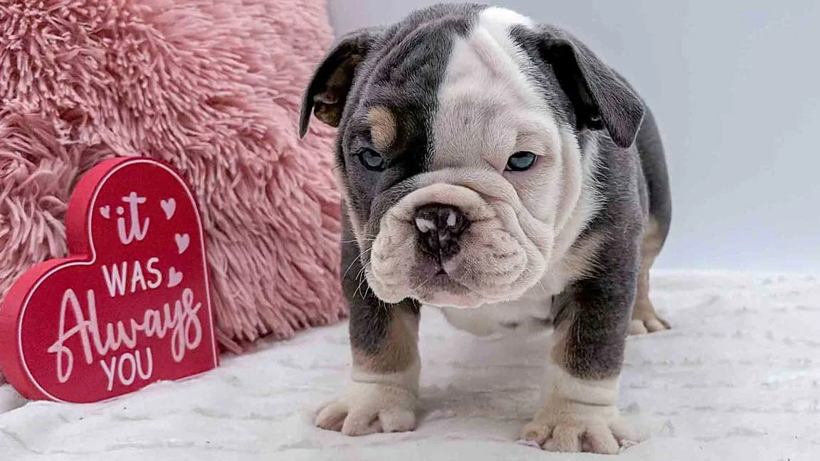 English Bulldog stabding on a white blenket, with pink pillows in the background
