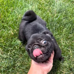 Owner petting and rewarding his Pug puppy while training outside