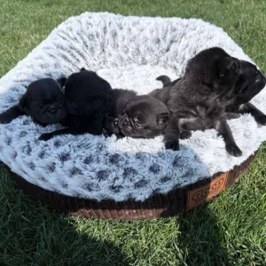 Pug puppies fitting in a small dog bed, while potential owner is thinking about how big does a Pug get