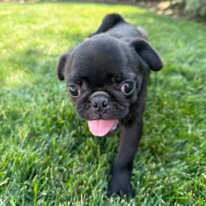 Pug puppy walking towards owner who is wondering how big does a Pug get