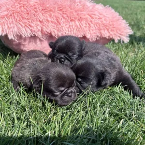 Pugs sleeping in the grass
