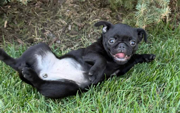 Pug puppy rolling in the grass, belly up