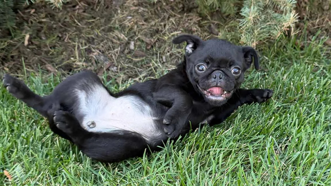 Pug puppy rolling in the grass, belly up