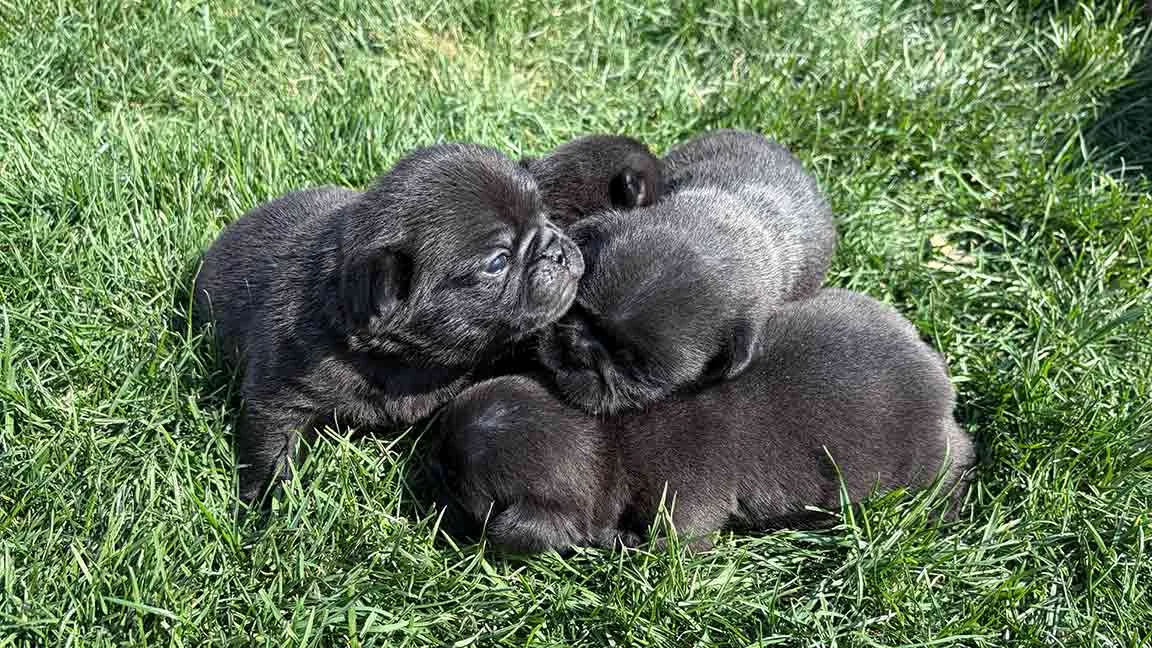 Litter of black Pug puppies piled up in the grass