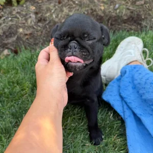 Pug puppy is sitting in the grass in front of the owner, with his tongue out