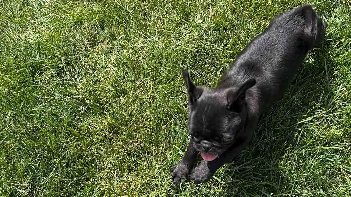 Black Pug running in the grass