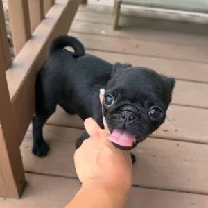 Pug puppy standing with his tongue out
