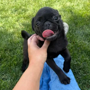 New owner learning how to train a Pug with the help of treats