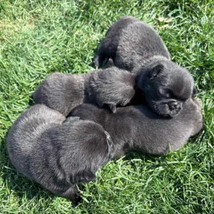 Litter of newborn black Pug puppies