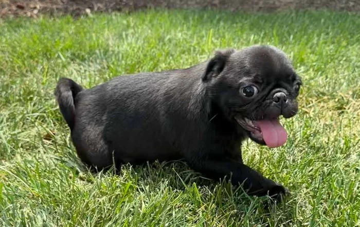 Pug puppy running in the grass with his tongue out