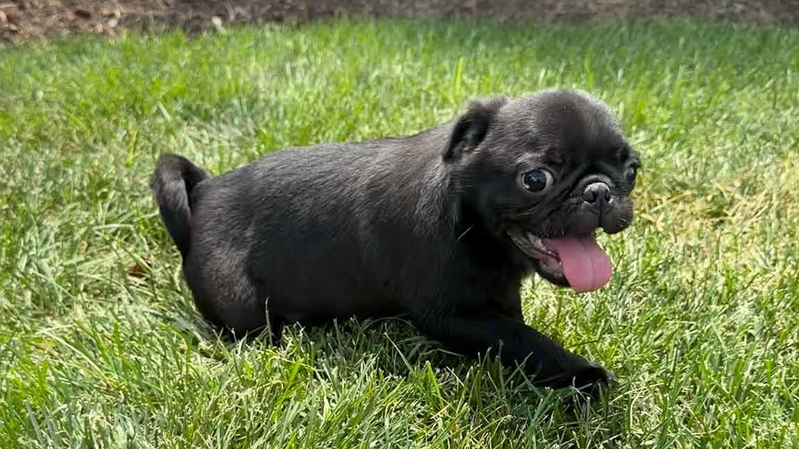 Pug puppy running in the grass with his tongue out