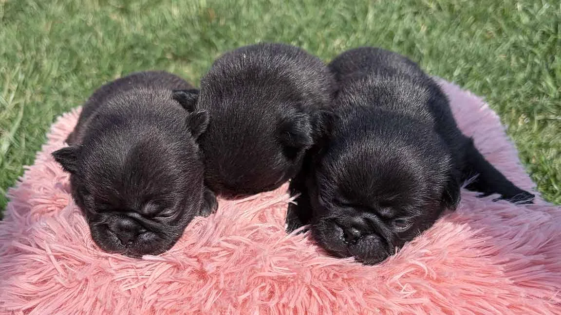 Three black Pug puppy on a pink fluffy pillow