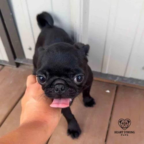 black Pug puppy with cute tongue hanging out.