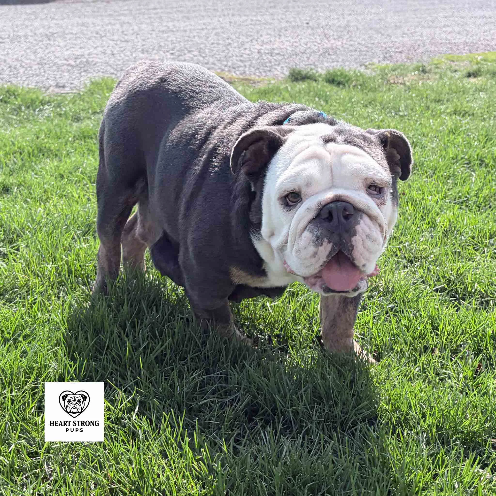 Adult English Bulldog mother named Francine standing in green grass