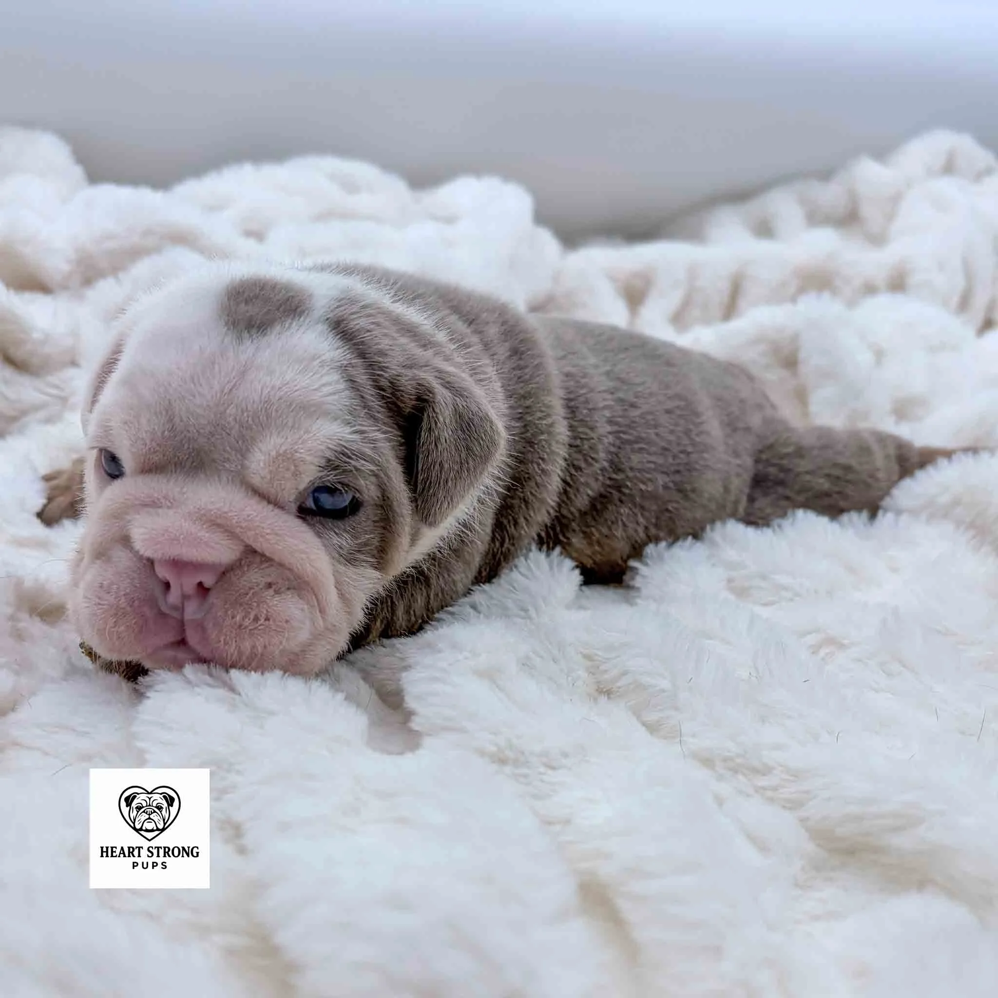 Lilac and tan with white face. English Bulldog puppy laying on soft blanket